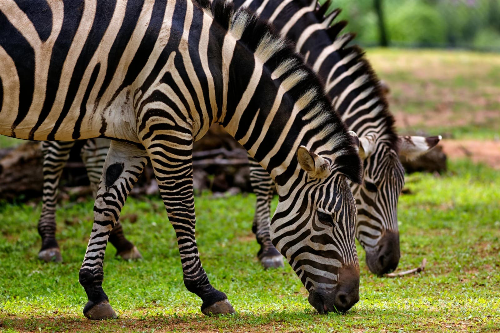 BeKenya Safari Adventure